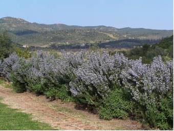 Apartamento Nurazzolas