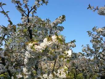 Hostal Agriturismo Al Colle Del Ciliegio