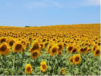 Agroturismo Casa De Campo