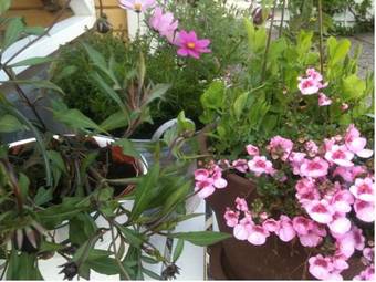 Hostal Pensionat Ankarg�rden