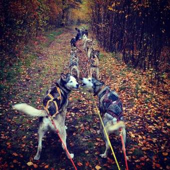 Birk Husky B&B