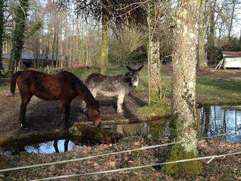 Bed & Breakfast - Ch�teau Du Corvier