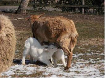 Hostal Penzion Arkadia