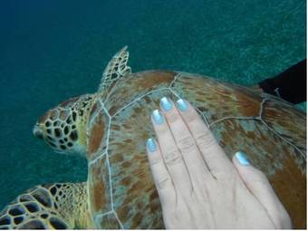 Hotel Royal Palm Island Resort