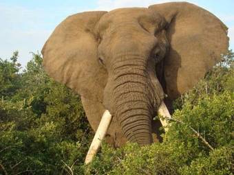 Hostal Addo Afrique Estate