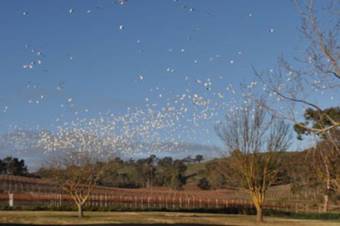 Agroturismo Lambert Estate Retreat