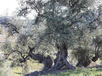 Lodge Holiday Homes Rurales Huetor La Viiuela