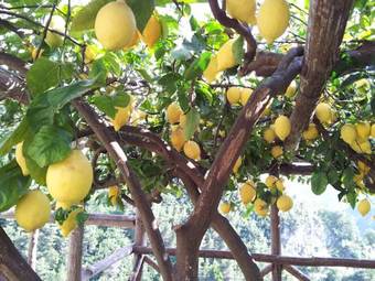 Agroturismo Villa Le Volte Antiche