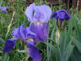 Hostal Penzion Janata