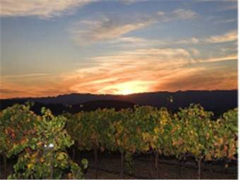 Carriage Vineyards Bed & Breakfast