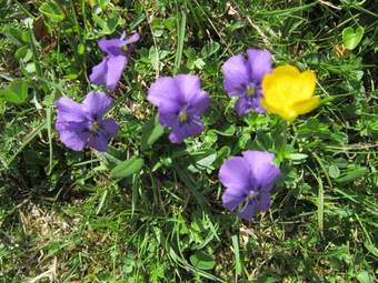 Apartamento Chalet Bucaneve