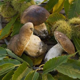 Hotel Ibis Brive Centre