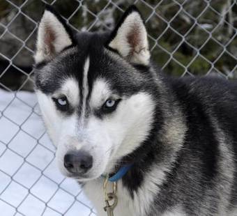 H�ttenhotel Husky Lodge