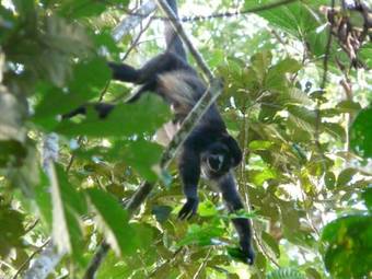 Hostal Pachamama Jungle River Lodge - Punta Uva