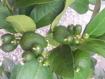 Hotel Boutique Cosijo