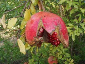 Bed & Breakfast L'escleriade