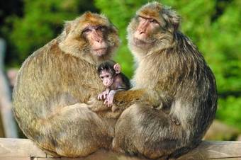 Apartamentos Au Petit Bonheur