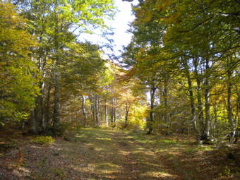Apartamentos Studio "terre D'aubrac"