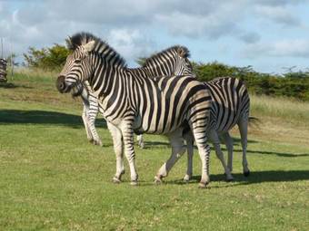 Agroturismo Jbay Zebra Lodge