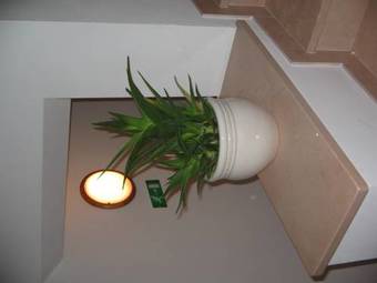 B&B Agave