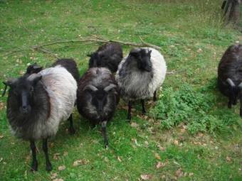 Hostal Haus Am Walde