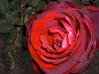 Hotel Fattoria Terranova