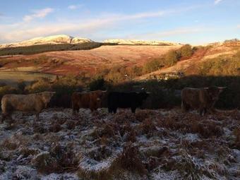 Nether Glenny Cottages