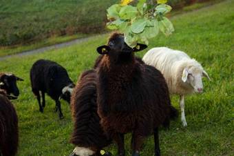 Apartamento G�stehaus Biohof Leutschach