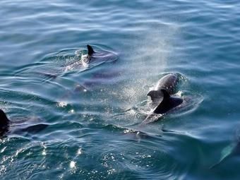 Maison De Vacances - Pont-croix