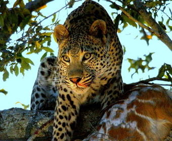 Posada Amakhala Safari Lodge