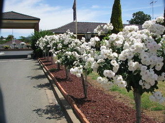 Motel Comfort Inn Bushmans