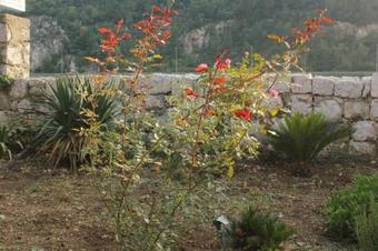 Seaside Holiday House Mokosica (dubrovnik) - 8584