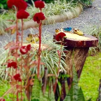 Lodge Pura Vida Residence