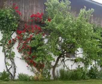 Agroturismo G�lsenhof - Fam. B�chinger