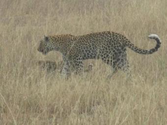 Sandton Hotel Kasese