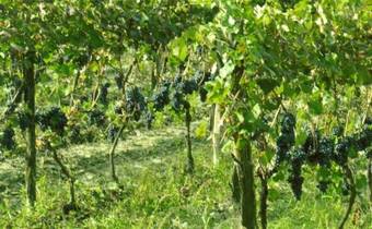 Bed & Breakfast La Torretta - Cerreto Grue