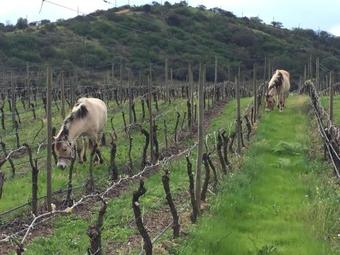 Agroturismo Casavino Casablanca