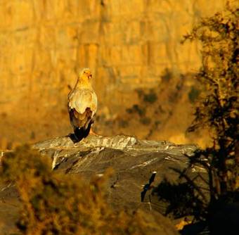 Hotel Jebel Shams Resort