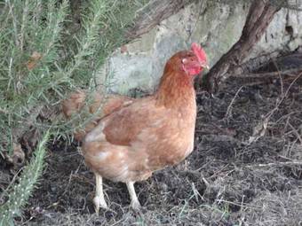 Agroturismo Fattoria Isola