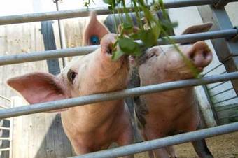 Apartamento Kinderparadies Habernberger Hof