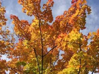 Apartamento Weingut Vogel