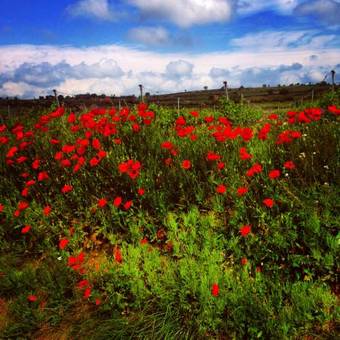 Bed & Breakfast D'oc D'or Chambre D'h�tes