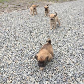 Hostal Perla Maramuresului