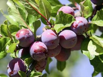 Modern Holiday Home With Swimming Pool