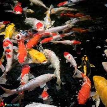 Arsela Hotel Pangkalan Bun