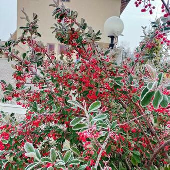 Agroturismo Al Cavaliere