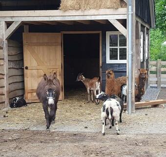 Boscamping Appelscha