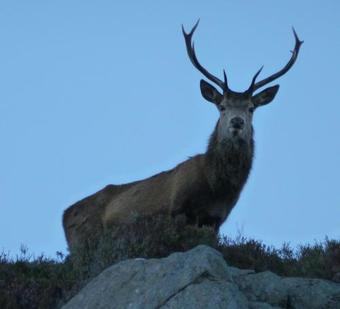 Bed & Breakfast Glencanisp Lodge
