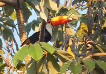 Pantanal Ocelotnatur Hotel