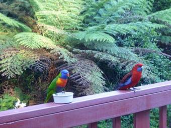 Bed & Breakfast Mountain Lodge